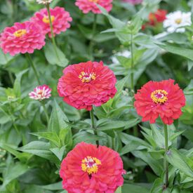 Benary's Giant Carmine, Zinnia Seeds